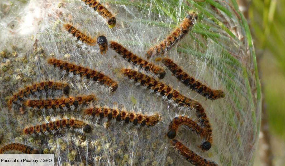 CHENILLES PROCESSIONNAIRES